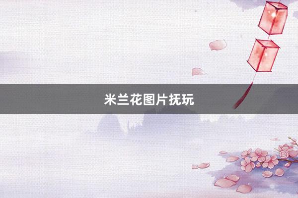 米兰花图片抚玩